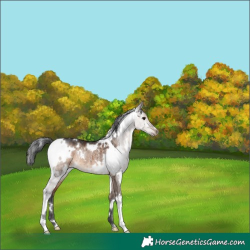 Horse Color:White Spotted Brown Dun Rabicano Brindle 