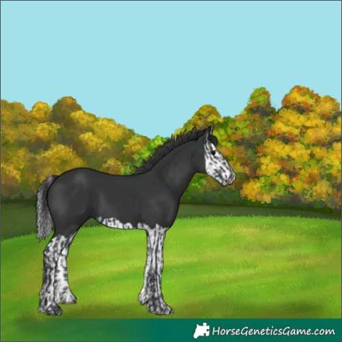 Horse Color:Black  and Black Splash 