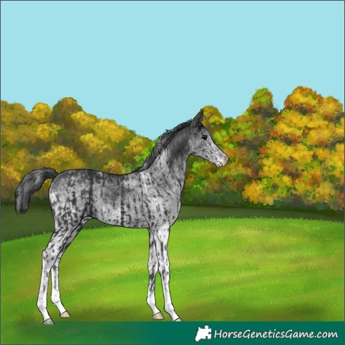 Horse Color:Black and White Spotted Black