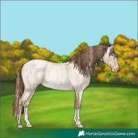 Horse Color:Buckskin Roan Pearl  and Gray Buckskin Roan Pearl 