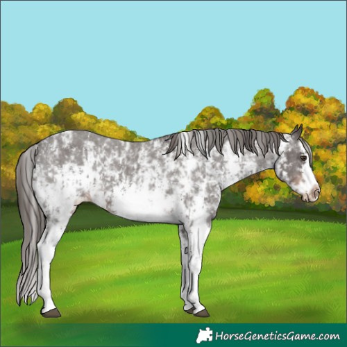 Horse Color:Liver Chestnut Sabino Splash Varnish  and Liver Chestnut Sabino Splash Frame Varnish 