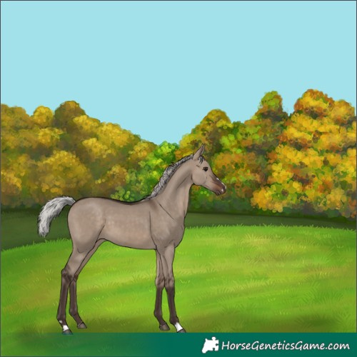 Horse Color:Silver Brown Dun