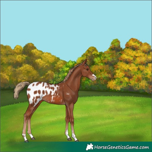 Horse Color:Chestnut Blanket 