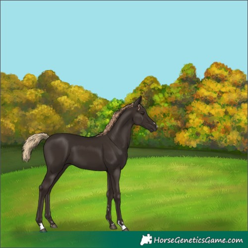 Horse Color:Liver Chestnut