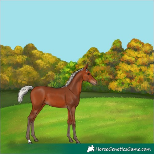Horse Color:Silver Bay 