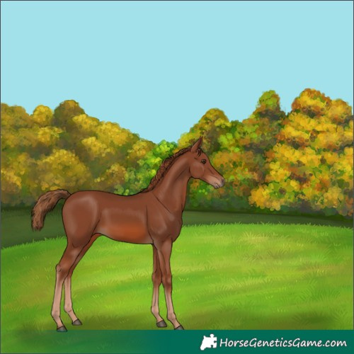 Horse Color:Chestnut 