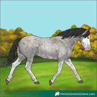 Horse Color:Grullo Roan Splash 