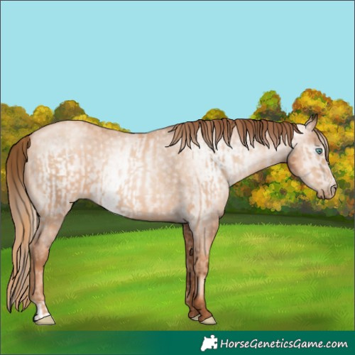 Horse Color:Unknown 