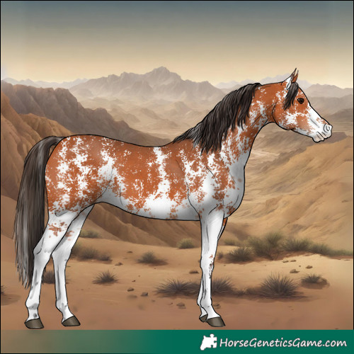 Horse Color:Bay Sabino 