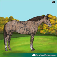 Horse Color:Black  and Classic Champagne 