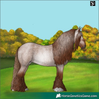 Horse Color:Gray Red Roan