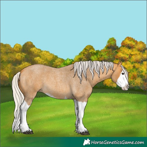 Horse Color:Silver Buckskin Roan Splash