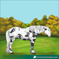 Horse Color:Black Harlequin Merle and Black Harlequin Merle