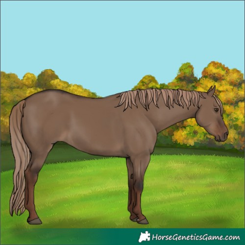 Horse Color:Liver Red Dun Rabicano 