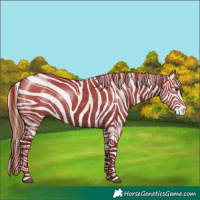Horse Color:Liver Red Dun Rabicano