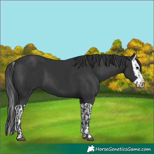 Horse Color:Black and Black Splash