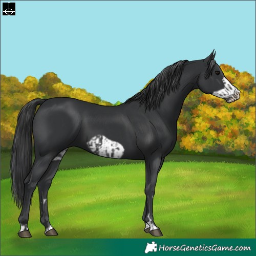 Horse Color:Black  and Black Frame 