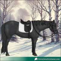 Horse Color:Black  and Black 