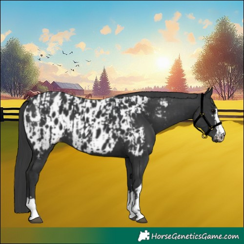 Horse Color:Black  and Black Appaloosa 