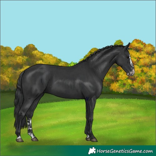 Horse Color:Black and Black Splash