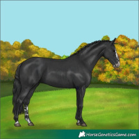 Horse Color:Black  and Black Splash 
