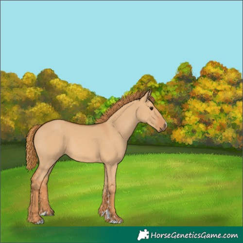 Horse Color:Unknown 