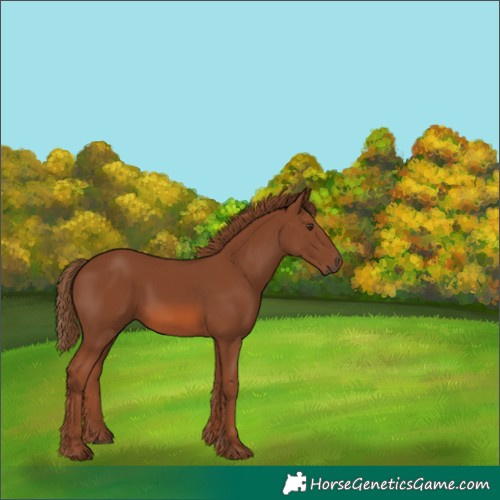 Horse Color:Unknown 