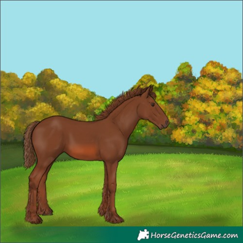 Horse Color:Unknown 