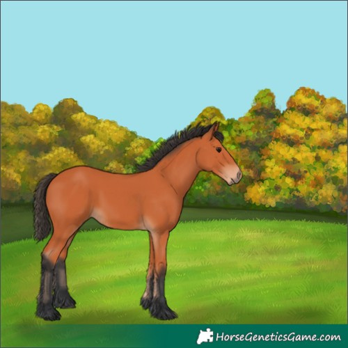 Horse Color:Unknown 