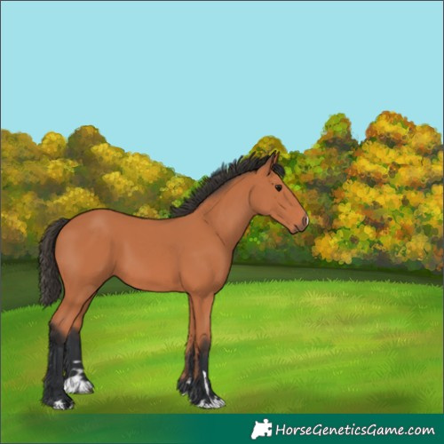 Horse Color:Unknown 