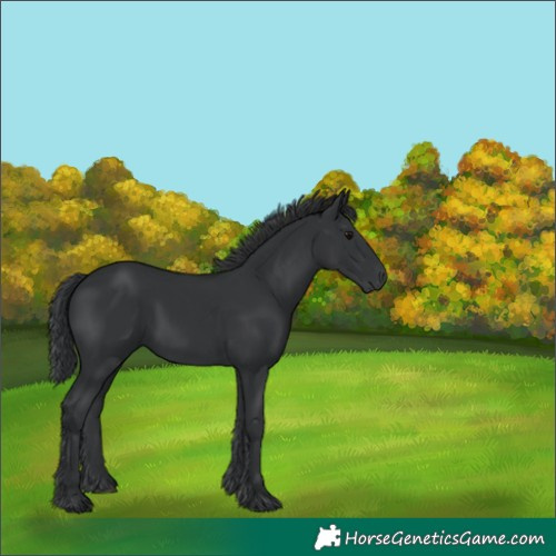 Horse Color:Unknown 