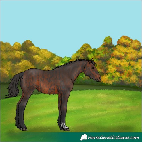 Horse Color:Black  and Brown 