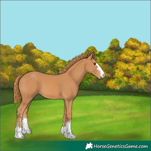 Horse Color:Unknown 
