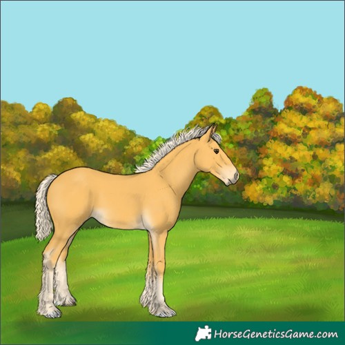 Horse Color:Unknown 