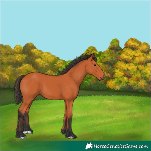 Horse Color:Unknown 