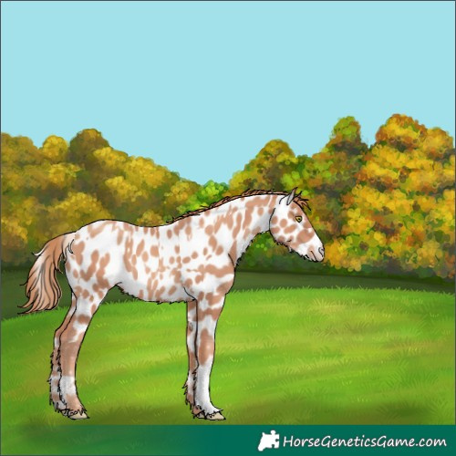 Horse Color:Gold Champagne Leopard  and Gold Champagne Near Leopard 