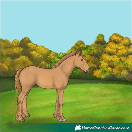 Horse Color:Unknown 