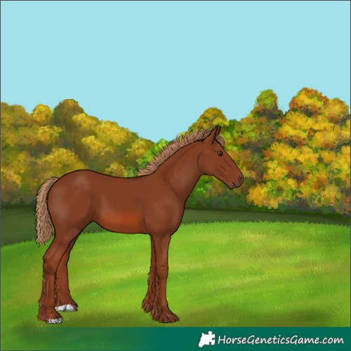 Horse Color:Unknown 