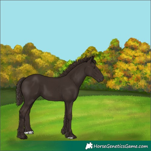 Horse Color:Unknown 