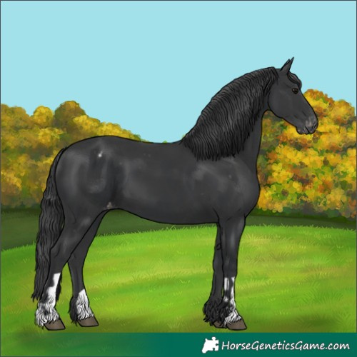Horse Color:Black and Black Appaloosa