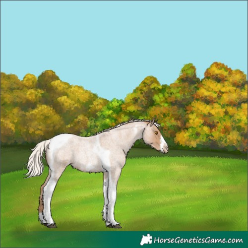 Horse Color:Silver Blue Roan Pearl Tobiano Frame