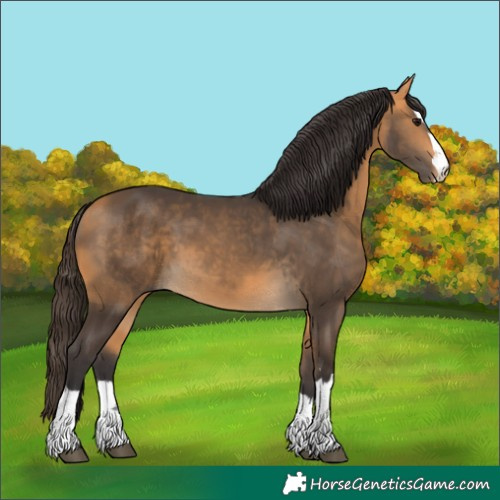 Horse Color:Buckskin 
