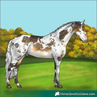 Horse Color:Buckskin Harlequin Merle 