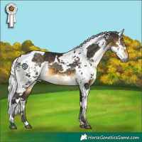 Horse Color:Buckskin Harlequin Merle 