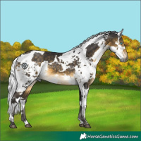 Horse Color:Buckskin Harlequin Merle 