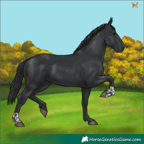 Horse Color:Black and Black