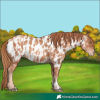 Horse Color:Gold Champagne Appaloosa  and Gold Champagne Appaloosa 