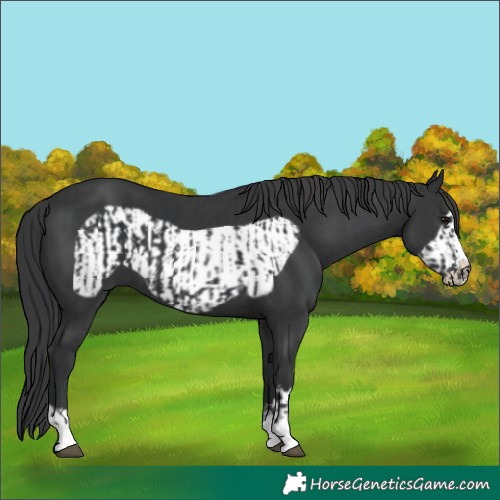 Horse Color:Black and Black Frame