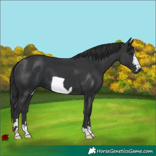 Horse Color:Black  and Black Frame 
