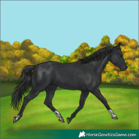 Horse Color:Black  and Black 